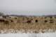 corngrazing_small.jpg