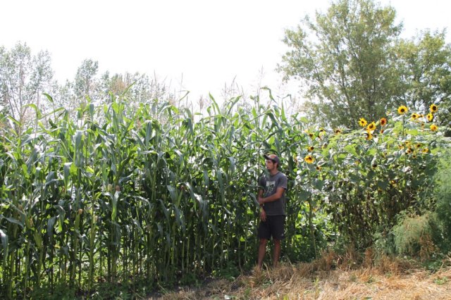 corntrial.jpg