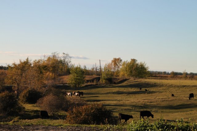 pasture1.jpg