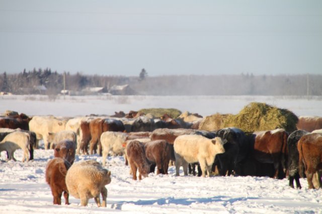 winterfeeding1.jpg